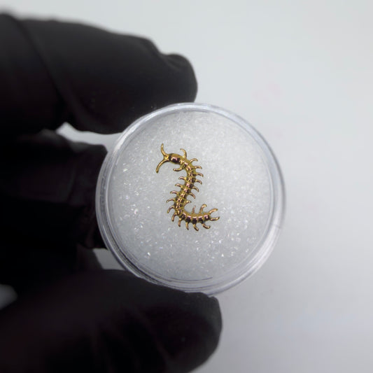 Scolopendra gold